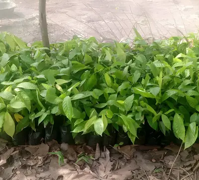 Crop seedlings